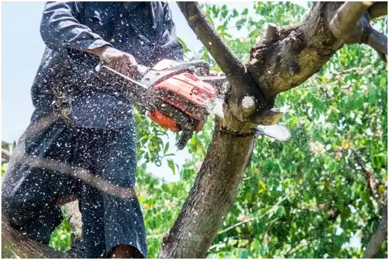 tree services Sam Rayburn